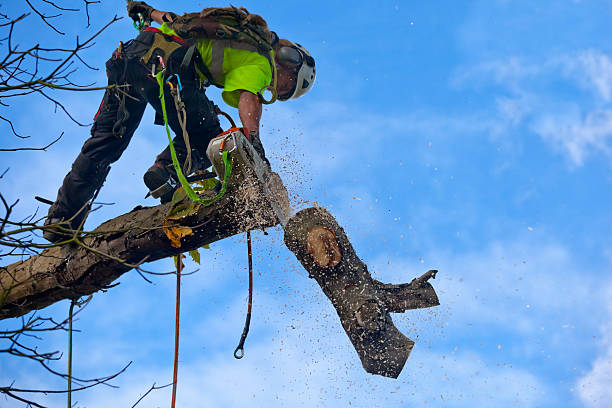 Mcmechen, WV Tree Care Company